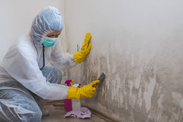 Best Mold Remediation  in Osawatomie, KS