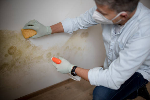 Best Home Mold Removal  in Osawatomie, KS